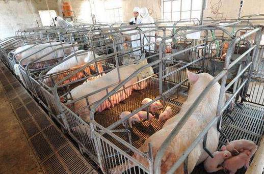 母猪生产过程中,这六种情况千万不能用催产素